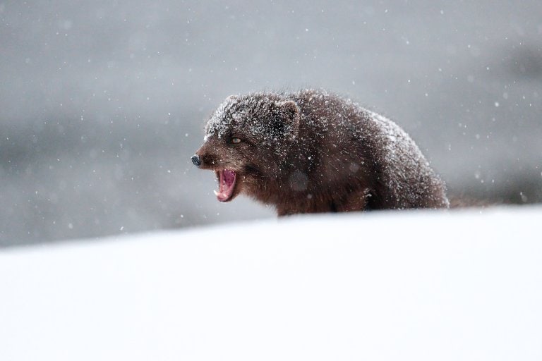 fox with open mouth in snow storm