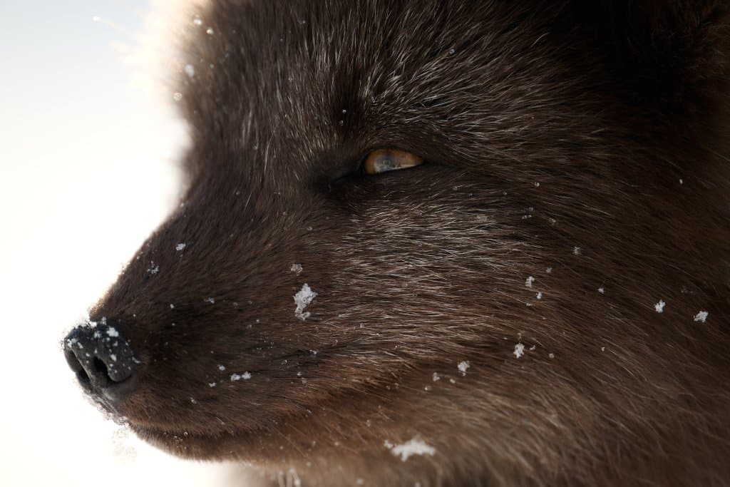 close-up of the face of an arctic fox