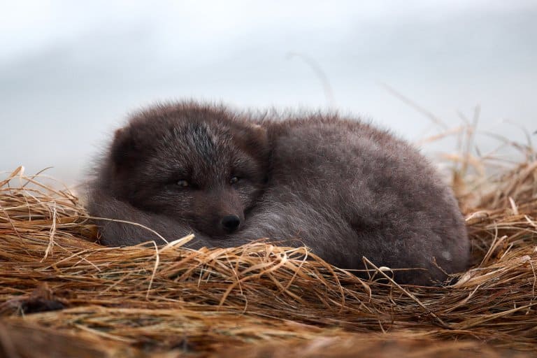 sleeping arctic fox in a stack of hay