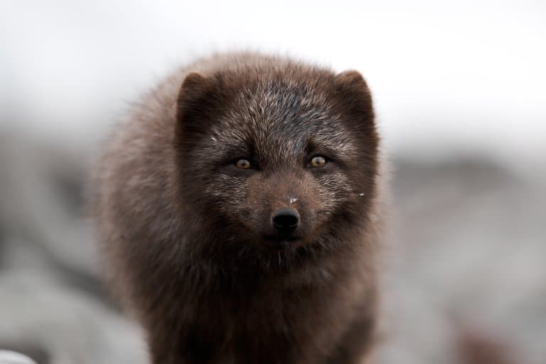 blue morph arctic fox staring in the camera as a portrait