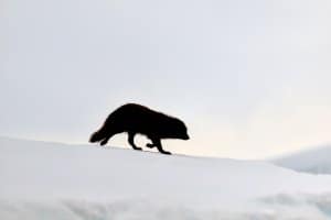 silhouette of an arctic fox walking in the snow in a mountainous area