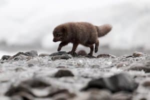 arctic fox walking on pebbles crossing a river stream looking for food