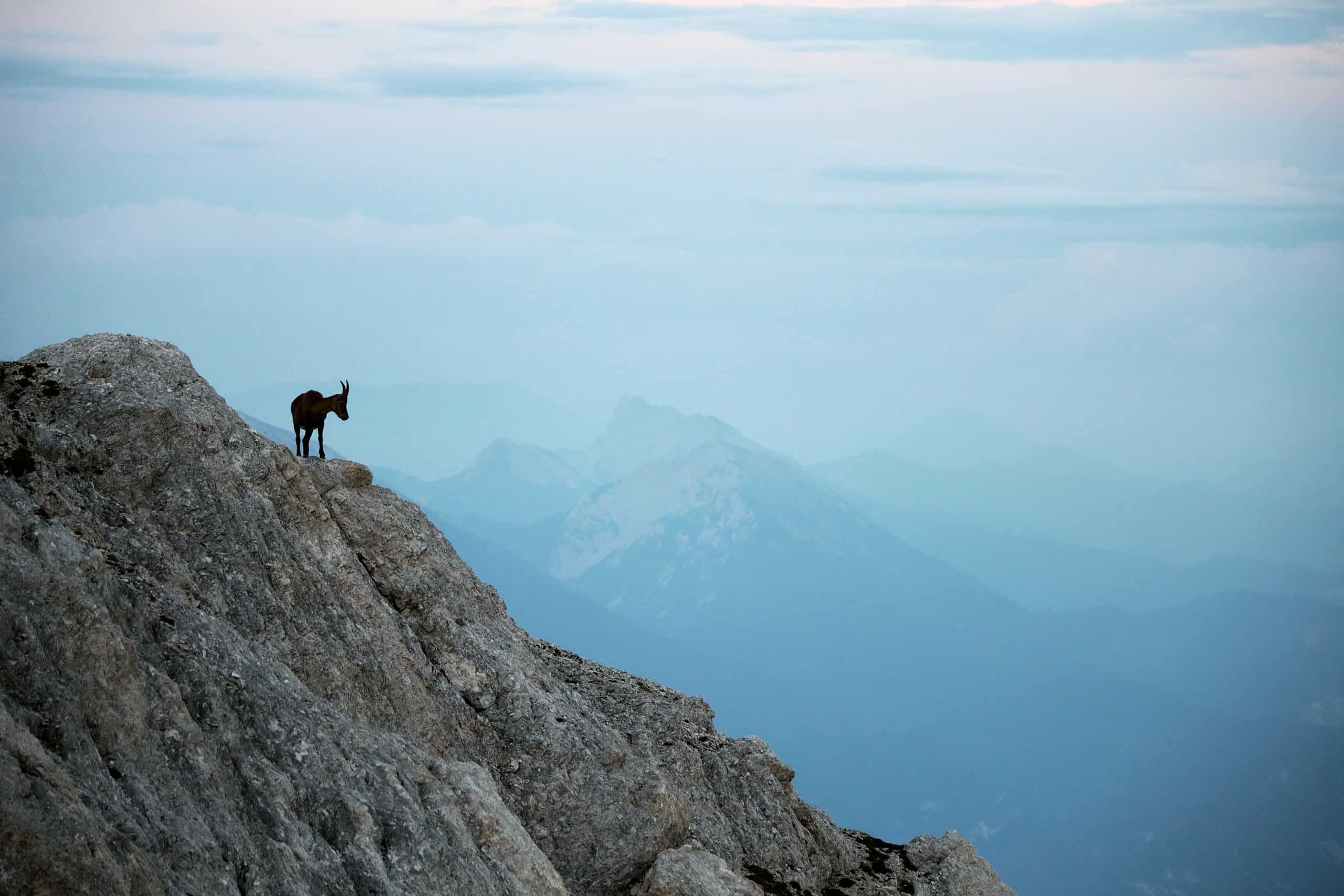 lone mountaingoat in the slovenian alps