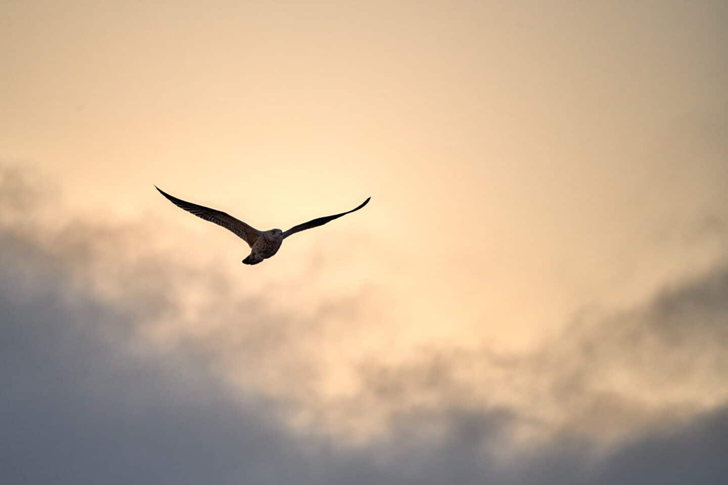 seagul flying with orange sky